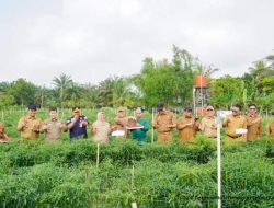 Hambali Tinjau Kebun Cabe Sebagai Bentuk Dukungan Terhadap Petani Tulang Punggung Perekonomian Daerah