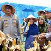 Panen Raya Jagung Kampar Kuartal I 2026, Komitmen Ahmad Yuzar Wujudkan Swasembada Pangan Kian Nyata
