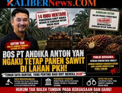 14 Ribu Hektare Sawit di Kawasan Hutan Jadi Sorotan, Pernyataan Bos PT Andika Permata Lestari Tuai Reaksi Publik